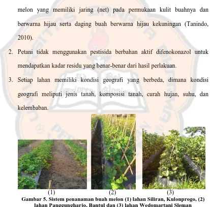 Gambar 5. Sistem penanaman buah melon (1) lahan Siliran, Kulonprogo, (2) lahan Panggungharjo, Bantul dan (3) lahan Wedomartani Sleman  