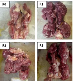 Gambar 1. Struktur Morfologis Ginjal Ayam Setelah Pemberian Kurkuminoid 