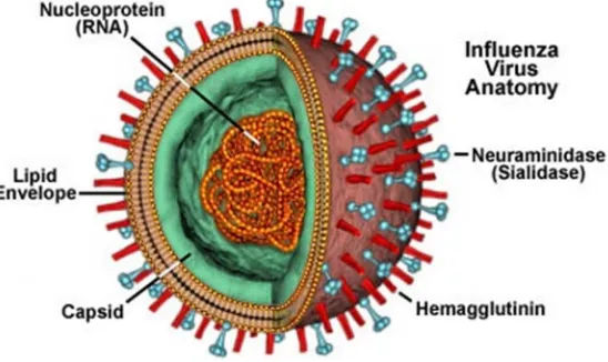 Gambar 1 Virus Avian influenza. 