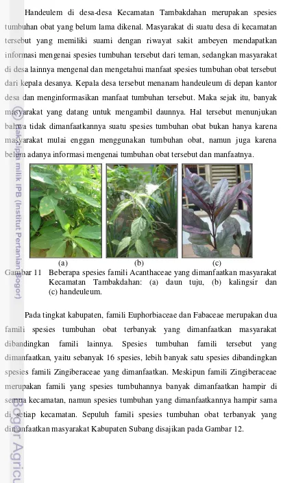 Gambar 11   Beberapa spesies famili Acanthaceae yang dimanfaatkan masyarakat  