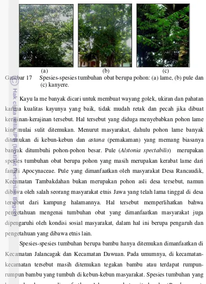 Gambar 17     Spesies-spesies tumbuhan obat berupa pohon: (a) lame, (b) pule dan 