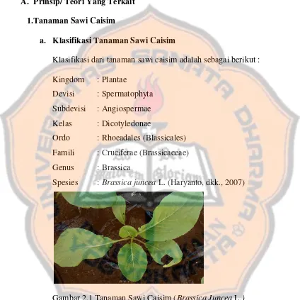 Gambar 2.1 Tanaman Sawi Caisim (Brassica Juncea L.) 
