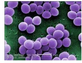 Gambar 2. Bakteri Staphylococcus aureus (http://en.wikipedia.org/wiki/Staphylococcus_aureus diakses tanggal 5 Mei 2014) 