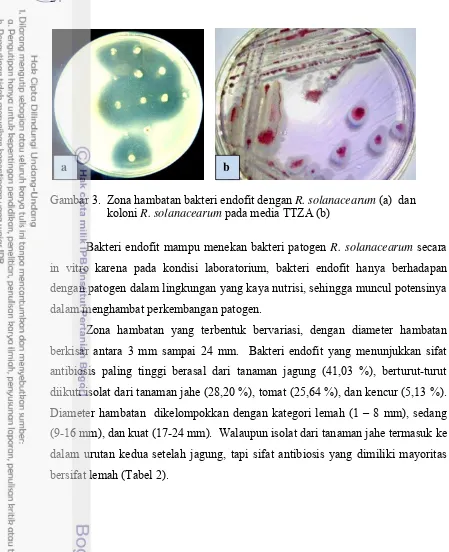 Gambar 3.  Zona hambatan bakteri endofit dengan R. solanacearum (a)  dan 