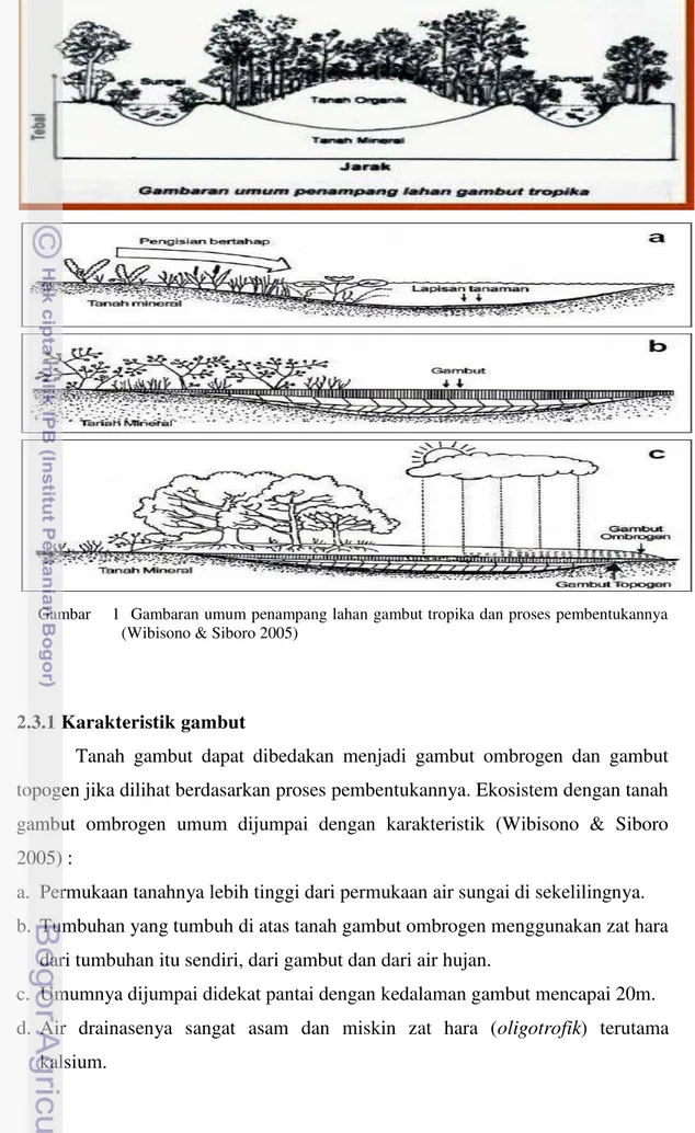 Gambar    1  Gambaran umum penampang lahan gambut tropika dan proses pembentukannya    (Wibisono &amp; Siboro 2005) 