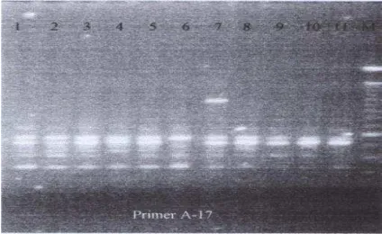 Figure 2. The RAPD results with OPA-1 and OPA-2 primers. 
