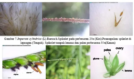 Gambar 9.Eragrostis amabilis (L).Wight & Arn.Spikelet pada perbesaran 26x (Kiri).Penampakan spikelet di lapangan (Tengah)
