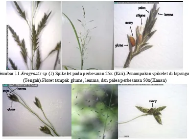 Gambar 12.Eragrostis sp (2).Spikelet pada perbesaran 25x (Kiri).Penampakan spikelet di lapangan (Tengah).Floret pada perbesaran 55x(Kanan) 