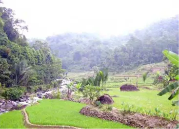 Gambar 11. Jasa Lingkungan Agroforestri 