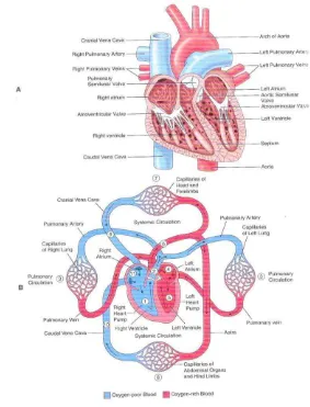 Gambar 17  Struktur internal pada jantung hewan (A), aliran darah yang melewati tubuh (B) (Lawhead dan Baker 2005)