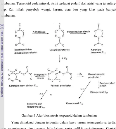 Gambar 3 Alur biosintesis terpenoid dalam tumbuhan 