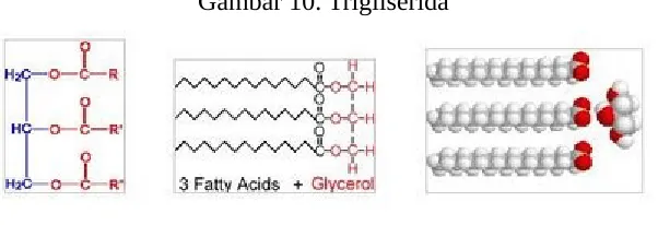 Gambar 10. Trigliserida