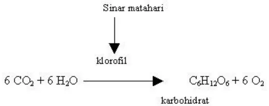 Gambar 3. Pembentukan Karbohidrat