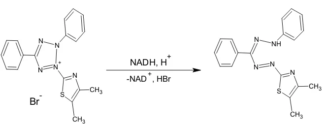 Gambar 3. Reaksi reduksi MTT menjadi formazan (Mosmann, 1983)