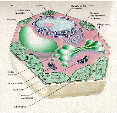 Gambar 19. Sel Prokariotik