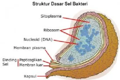 Gambar 21.  Struktur Sel Bakteri