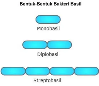 Gambar 23. Bakteri Basil