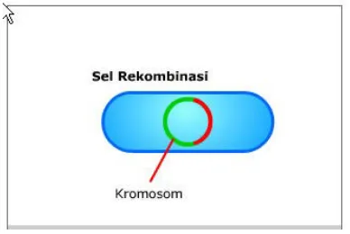 Gambar 25. Transformasi Bakteri