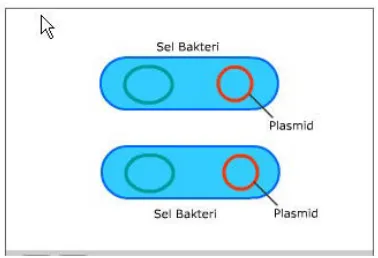 Gambar 26. Transduksi Bakteri