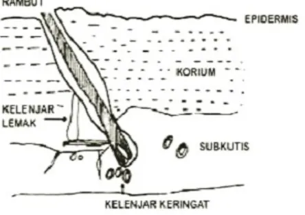 Gambar 30. Struktur Kulit Hewan (Syarief, 1977)