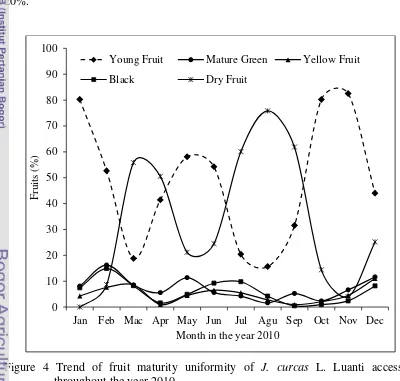 Figure 4 Trend of fruit maturity uniformity of J. curcas L. Luanti accession 
