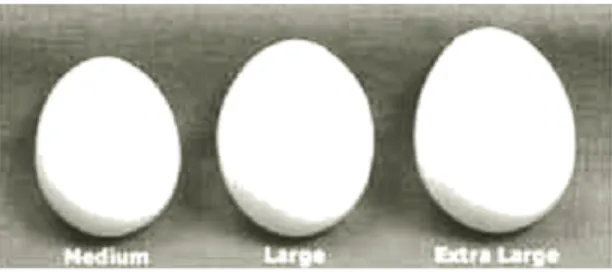Gambar 43. Ukuran telur medium, besar (large) dan extra largehttp://www.hormel.com/templates/knowledge/knowledge.asp?catitemid=2&id