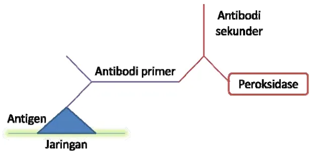 Gambar 2. Prinsip teknik pewarnaan imunohistokimia 