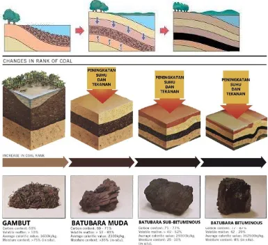 Gambar 2. Proses Coalification Batubara 