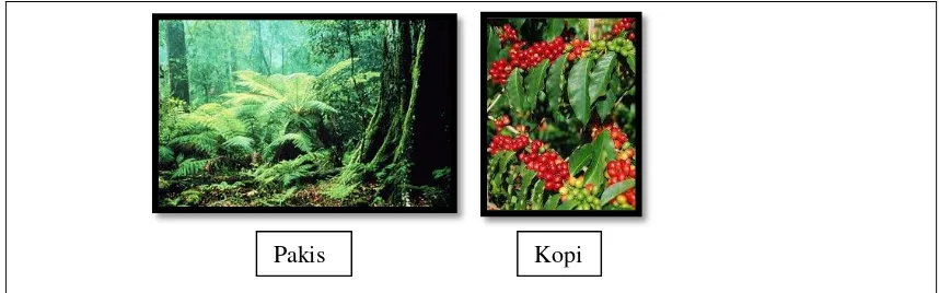Gambar 2. Contoh Tumbuhan Indonesia Bagian Tengah 