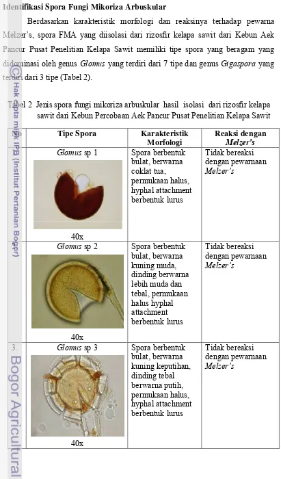 Tabel 2 Jenis spora fungi mikoriza arbuskular  hasil isolasi dari rizosfir kelapa