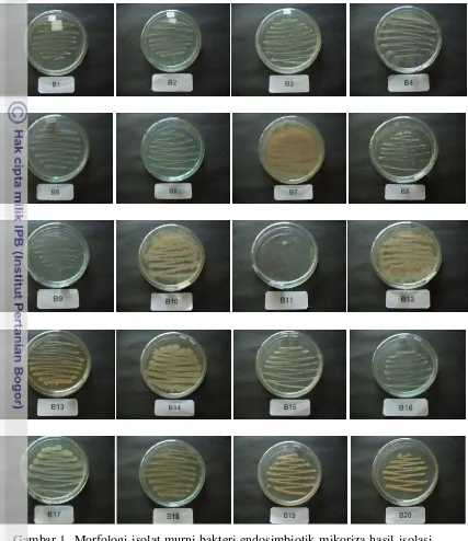 Gambar 1 Morfologi isolat murni bakteri endosimbiotik mikoriza hasil isolasi 