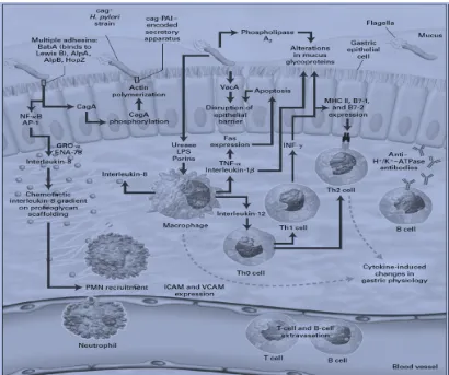 Gambar 2.2:Patogenesis Infeksi H. pylori (AntoniaR Sepulveda 2007, Helicobacter 