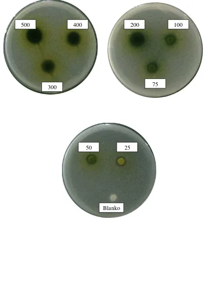 Gambar hasil uji aktivitas antibakteri ekstrak etanol daun beluntas terhadap bakteri Eschericia coli 