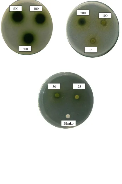 Gambar hasil uji aktivitas antibakteri ekstrak etanol daun beluntas terhadap bakteri Bacillus subtilis 