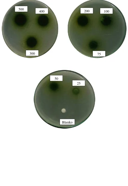 Gambar hasil uji aktivitas antibakteri fraksi etilasetat daun beluntas terhadap bakteri Eschericia coli  