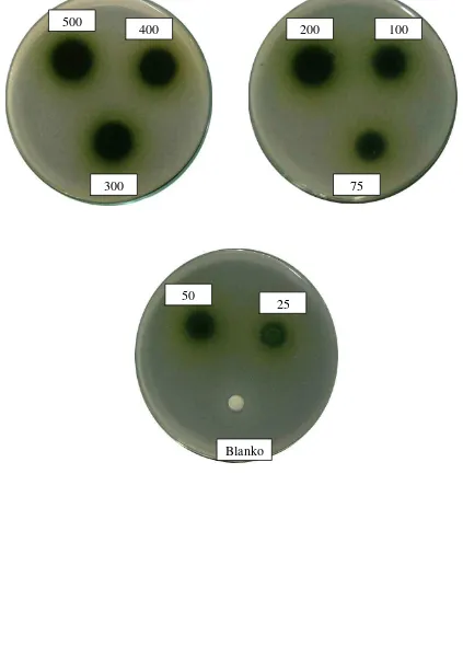 Gambar hasil uji aktivitas antibakteri fraksi etilasetat daun beluntas terhadap bakteri Bacillus subtilis 