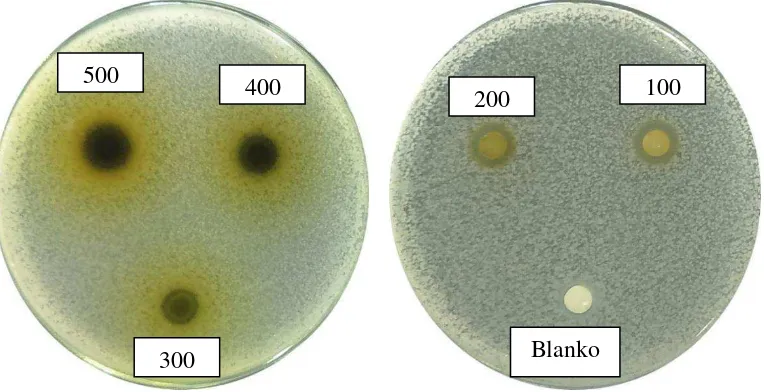 Gambar hasil uji aktivitas antibakteri fraksi beluntas terhadap bakteri Eschericia coli 