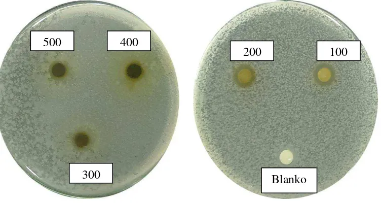 Gambar hasil uji aktivitas antibakteri fraksi beluntas terhadap bakteri Bacillus subtilis 