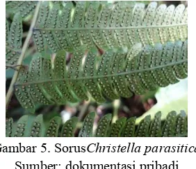 Gambar 5. Sorus Christella parasitica 