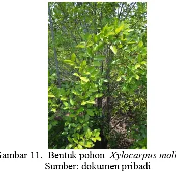 Gambar 11.  Bentuk pohon   Xylocarpus mollucencis sp 