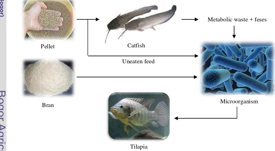 Gambar 3. Skema penggunaan dedak pada proses budidaya ikan  dengan konsep C/N rasio 