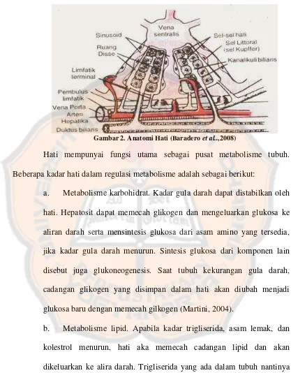 Gambar 2. Anatomi Hati (Baradero et al..,2008) 