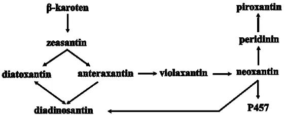 Gambar 1. Struktur molekuler karoten (atas) dan xantofil (bawah) 