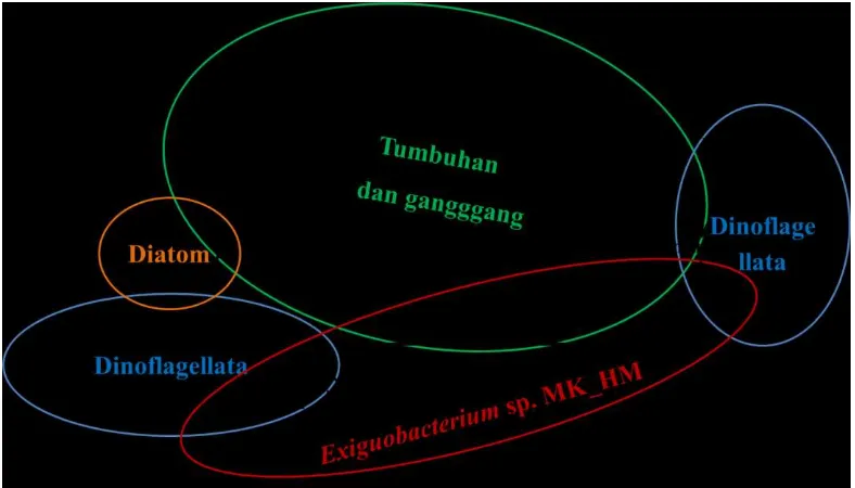 Gambar 6. Perkiraan jalur biosintesis xantofil pada Exiguobacterium sp. MK_HM 