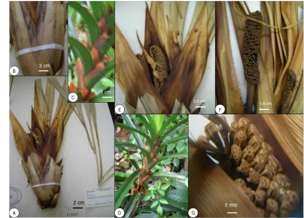 Fig. 22. 1. F. aurihastata Sinaga: A. The longest apex leaves; B. The auricle; C. Theyellow longitudinal nerves of auricle and yellow spines; D