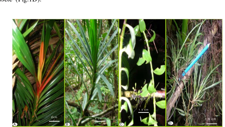 Fig. 1. The fourth kinds of leaves arrangement of the Freycinetialeaves ; B. The semi imbricate leaves;  C