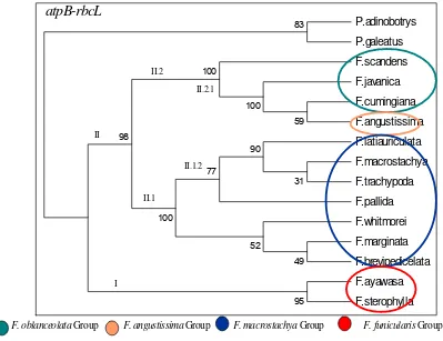 Fig. 20.  The phylogenetic tree of the Freycinetia using Cp DNA atpB-rbcL sequences