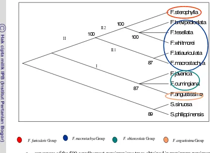 Fig. 21.The phylogenetic tree of the Freycinetia using Cp DNA trn-L sequences