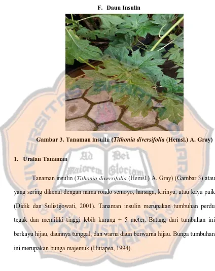 Gambar 3. Tanaman insulin (Tithonia diversifolia (Hemsl.) A. Gray) 