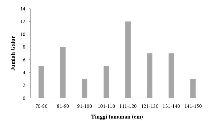 Gambar 5Distribusi karakter tinggi tanaman pada populasi padi RIL F7 hasil persilangan IR64 X Hawara Bunar